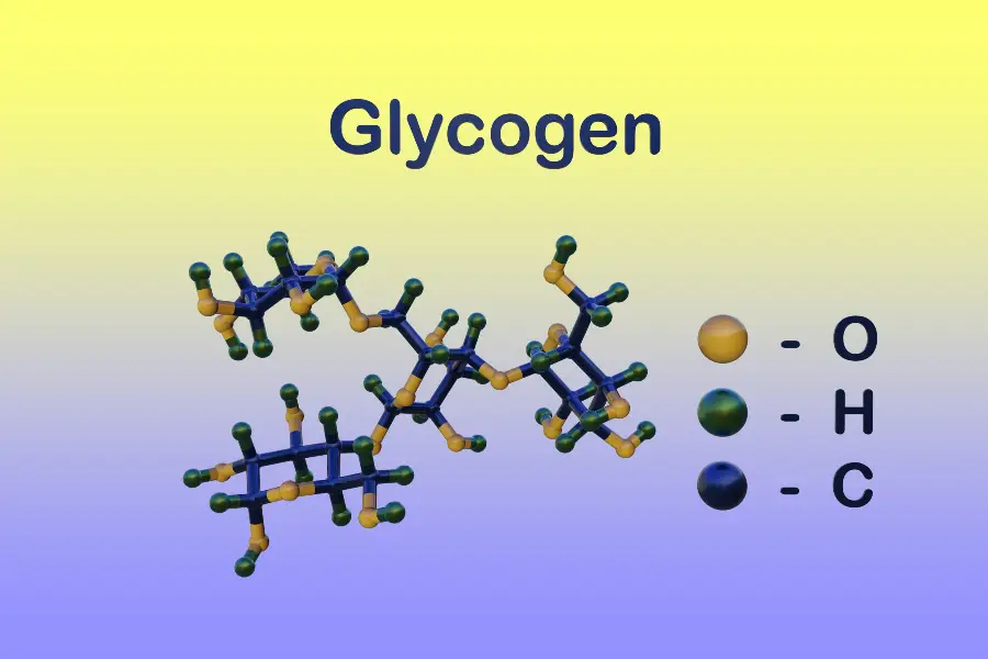 Glycogen Supercompensation