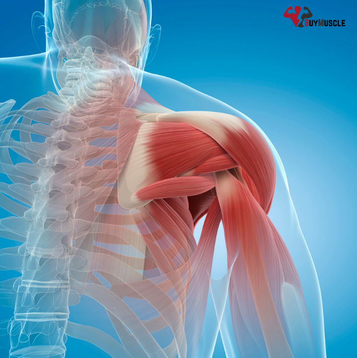 Betamethasone dipropionate on Helping Muscle Growth