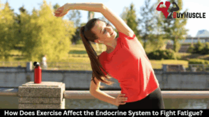 Exercise Affect the Endocrine System