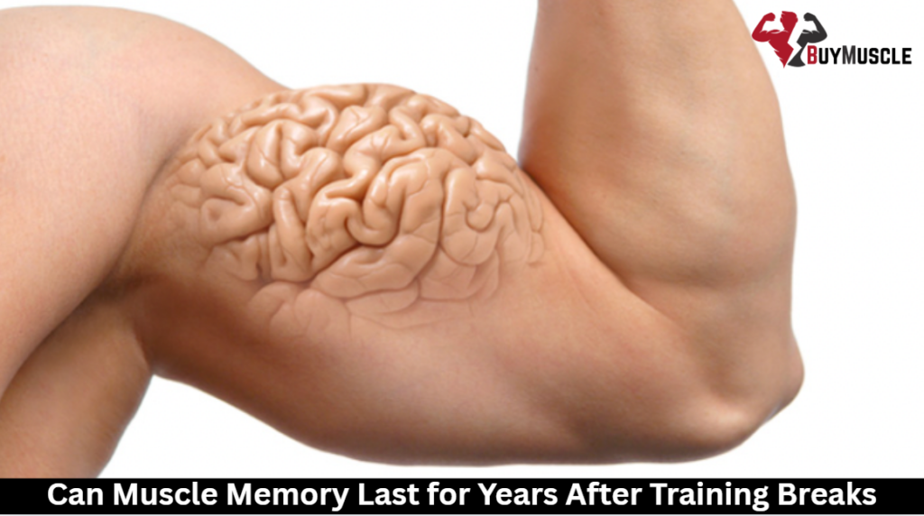 Can Muscle Memory Last